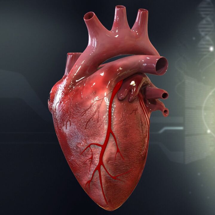 Human heart and high blood pressure